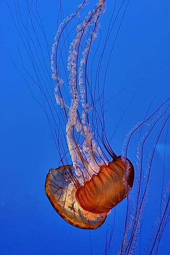 Graceful Jellyfish in Aquarium Art Print